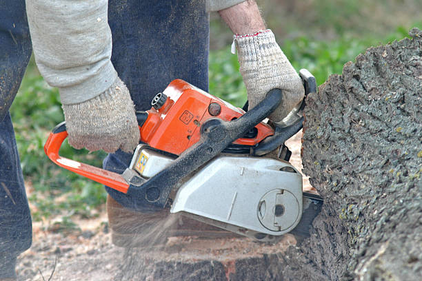 Best Tree and Shrub Care  in Kibler, AR