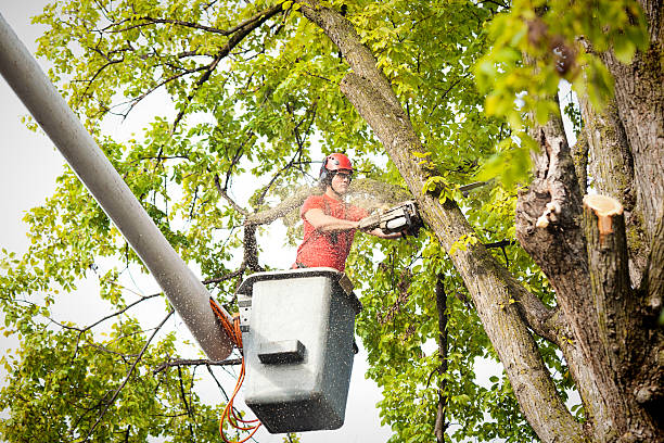 Best Commercial Tree Services  in Kibler, AR