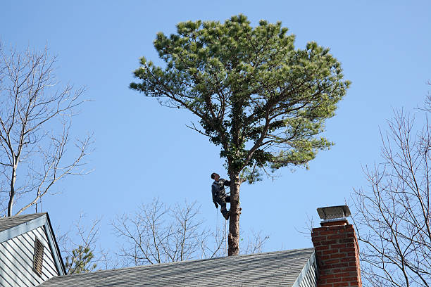 How Our Tree Care Process Works  in  Kibler, AR