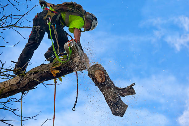 Best Hedge Trimming  in Kibler, AR